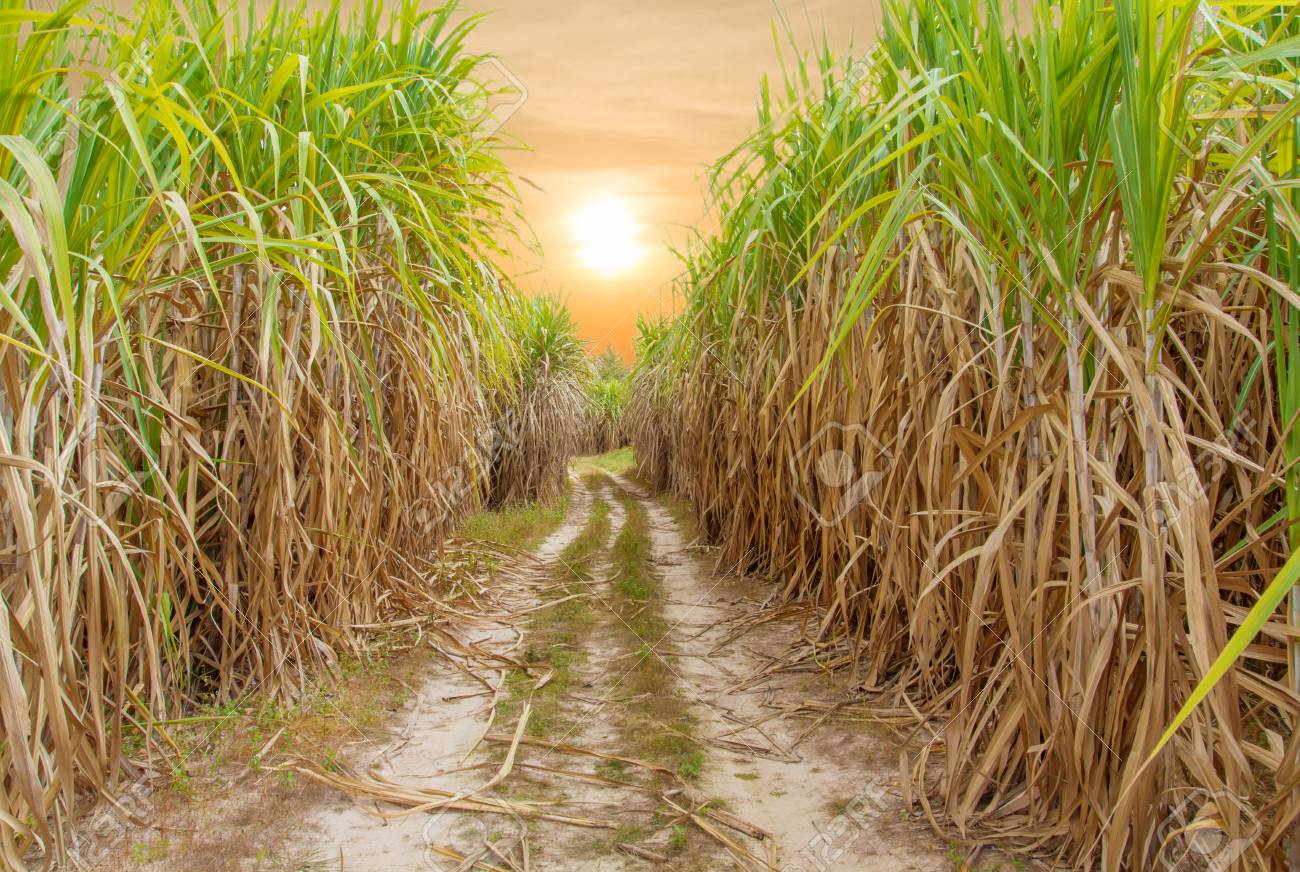 Home 93381715 Sugar Cane Field With Blue Sky